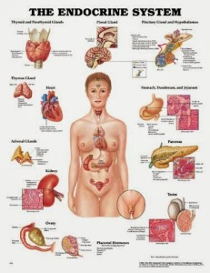 Endocrine_System_Diseases-3